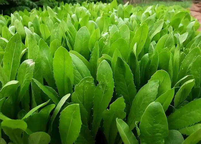叶菜施肥技术要点，看完受益匪浅 从“黄叶瘦弱”到“油绿肥厚”的底层逻辑