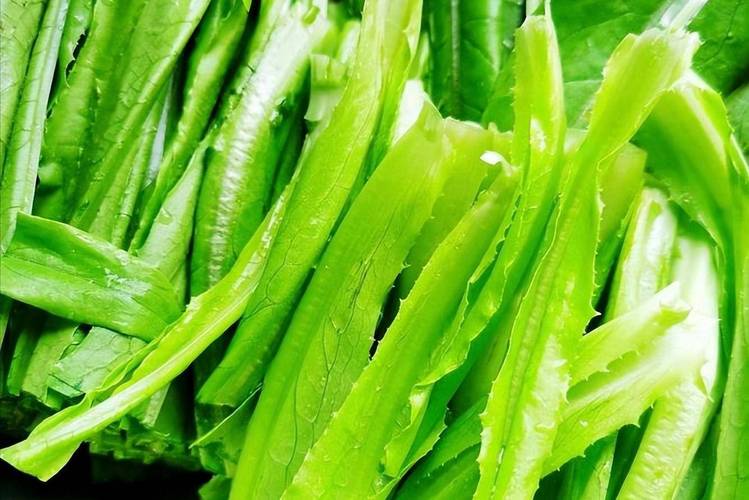 油麦菜再次被关注！医生提醒 常吃油麦菜的老人，或收获3个好处